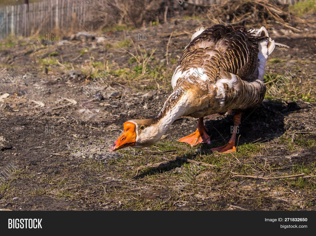 Гусь наклонил голову
