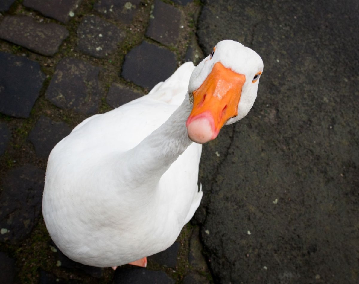 Четкий Гусь