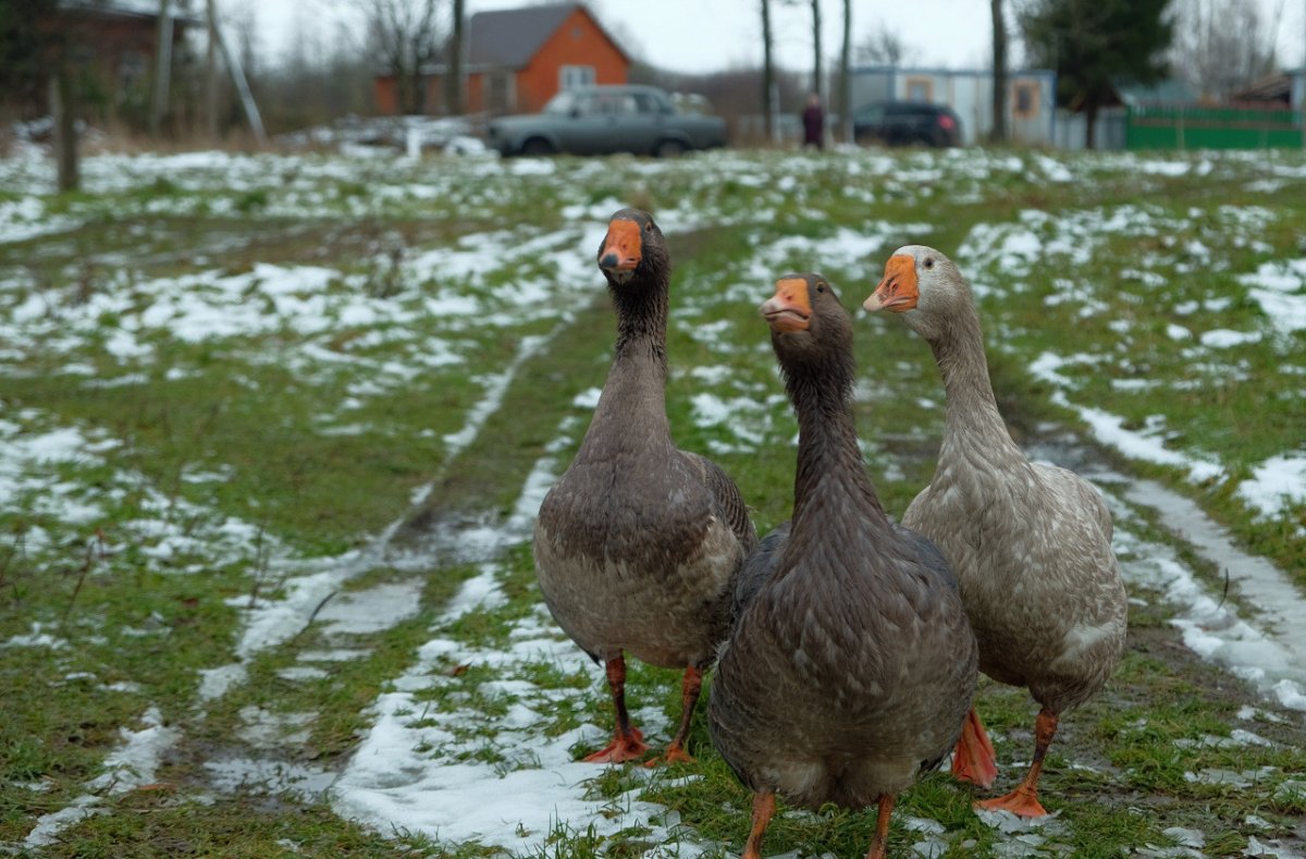 Шипящий Гусь