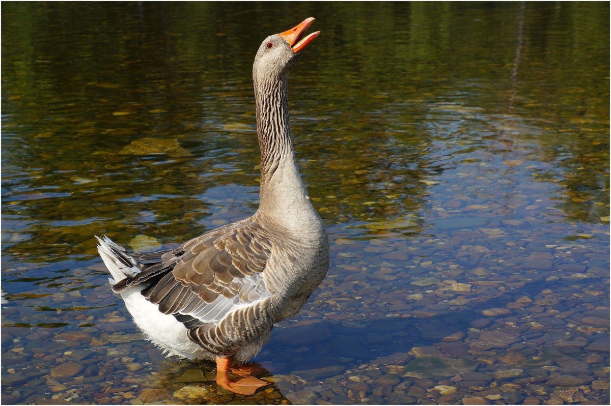 Квадратный Гусь