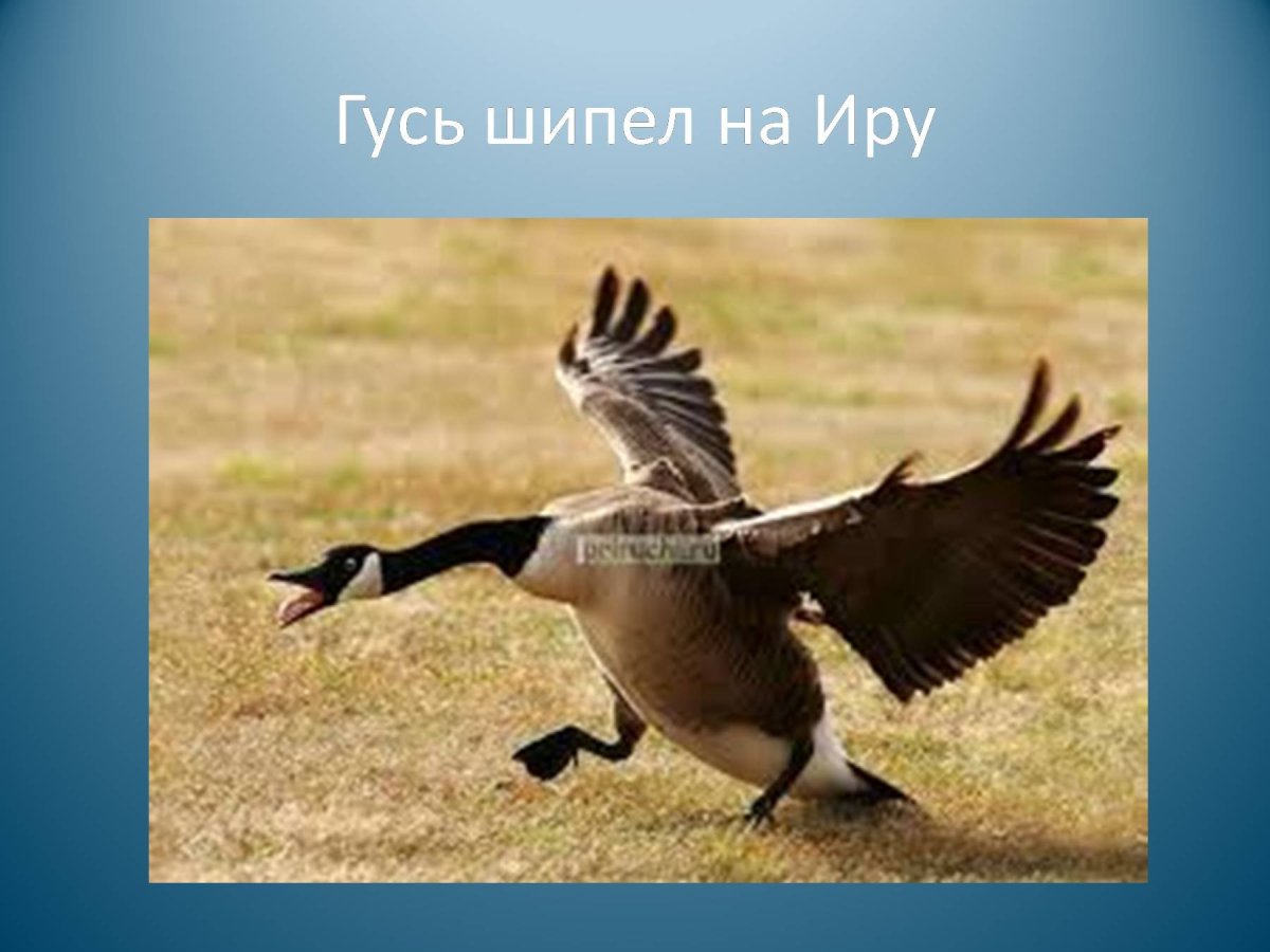 Нападающий Гусь