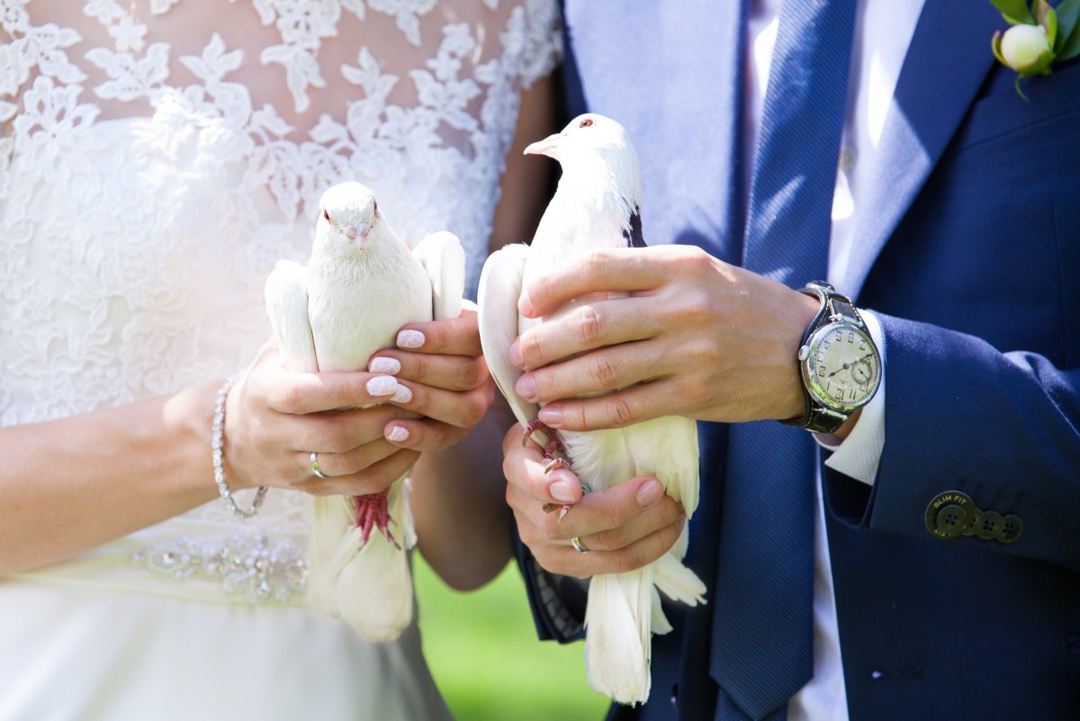 Голуби на свадьбу