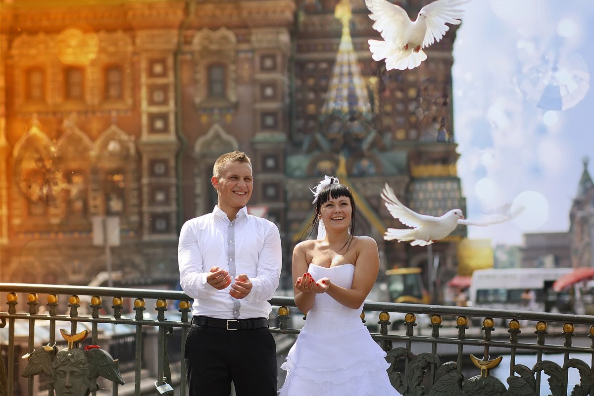 Голубь невеста