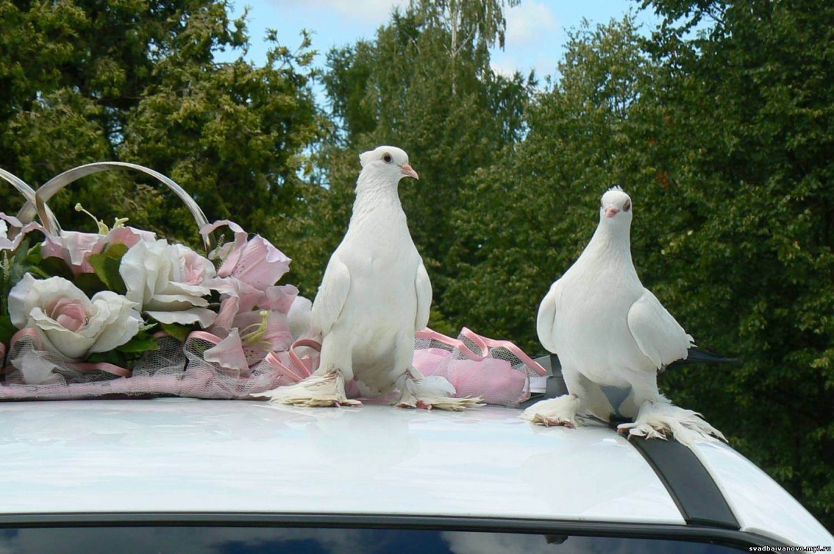 Голубки на свадьбу
