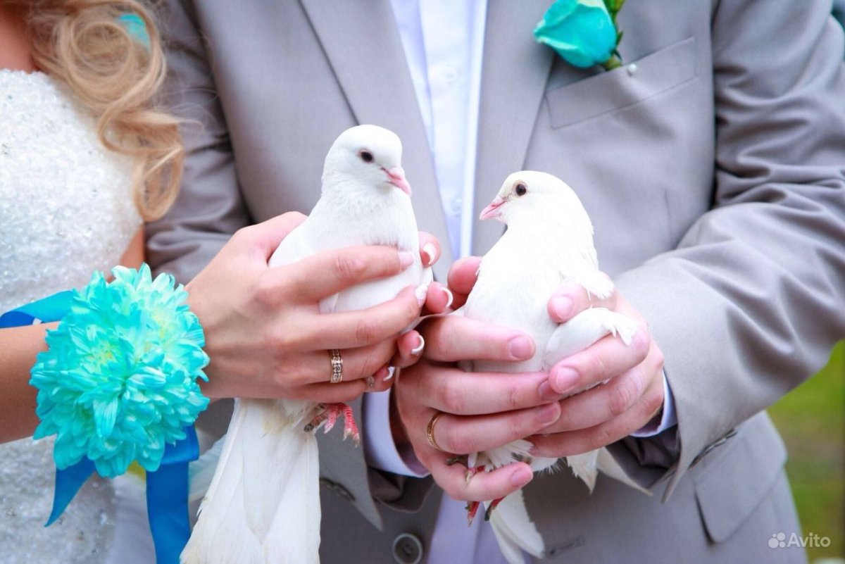 Молодожены выпускают голубей