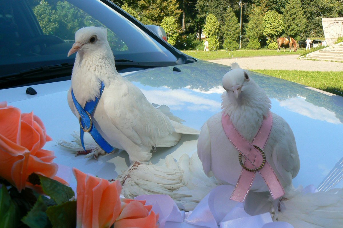 Белые голуби Свадебные