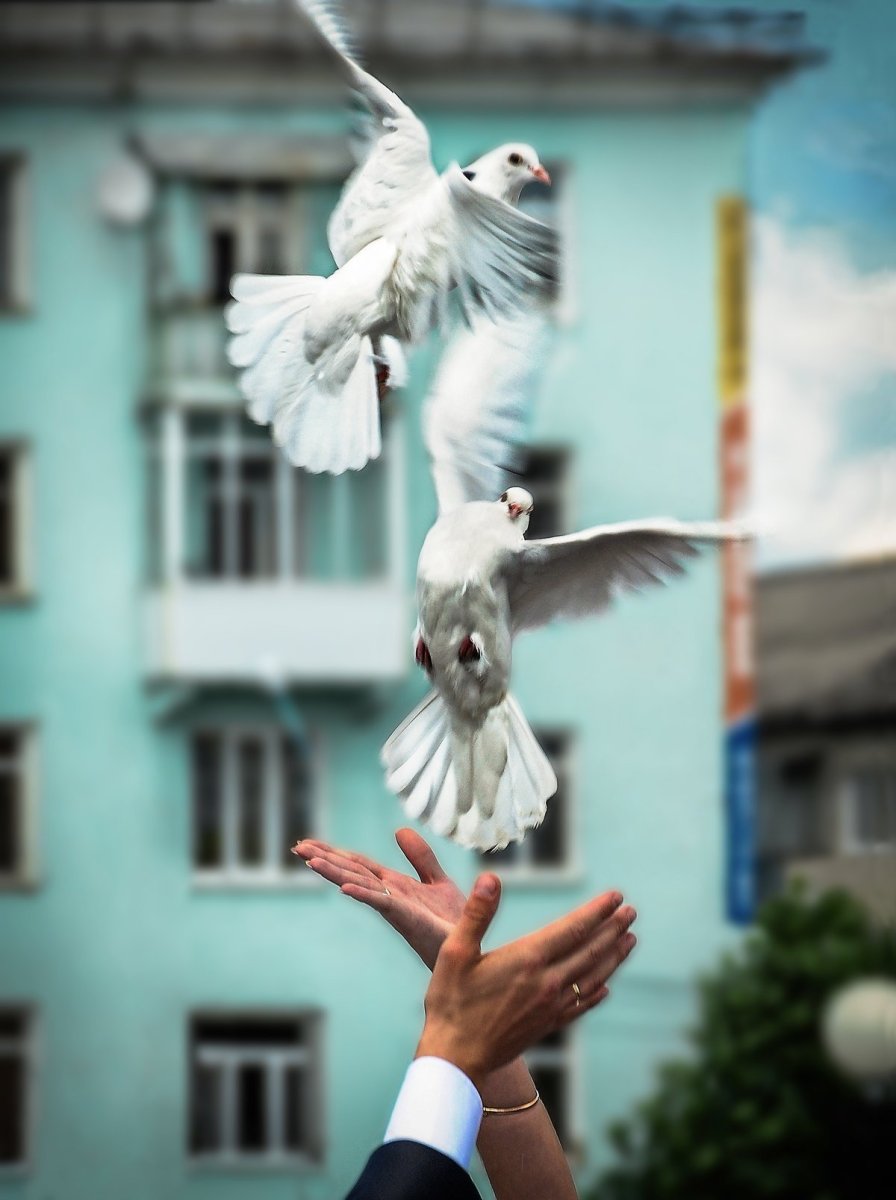 Парящий голубь