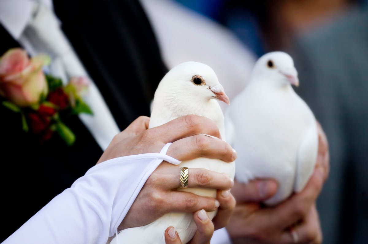 Белые голуби на свадьбу