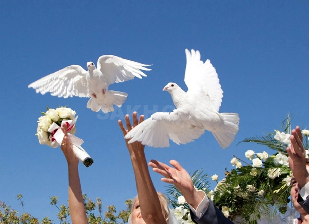 Белый голубь