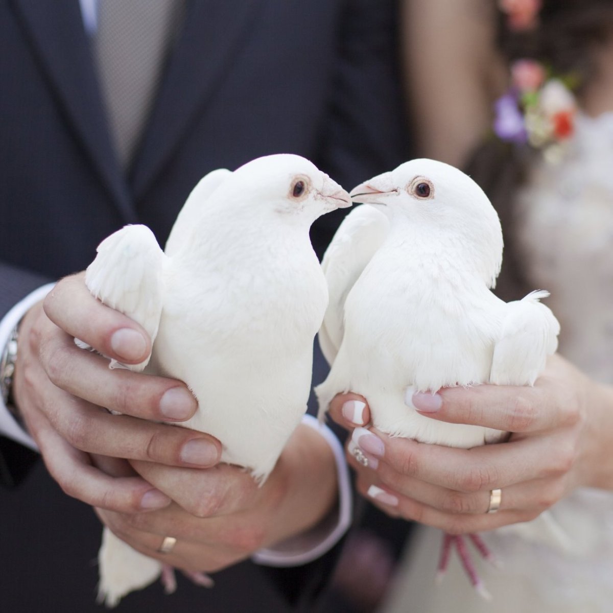 Свадебные голуби