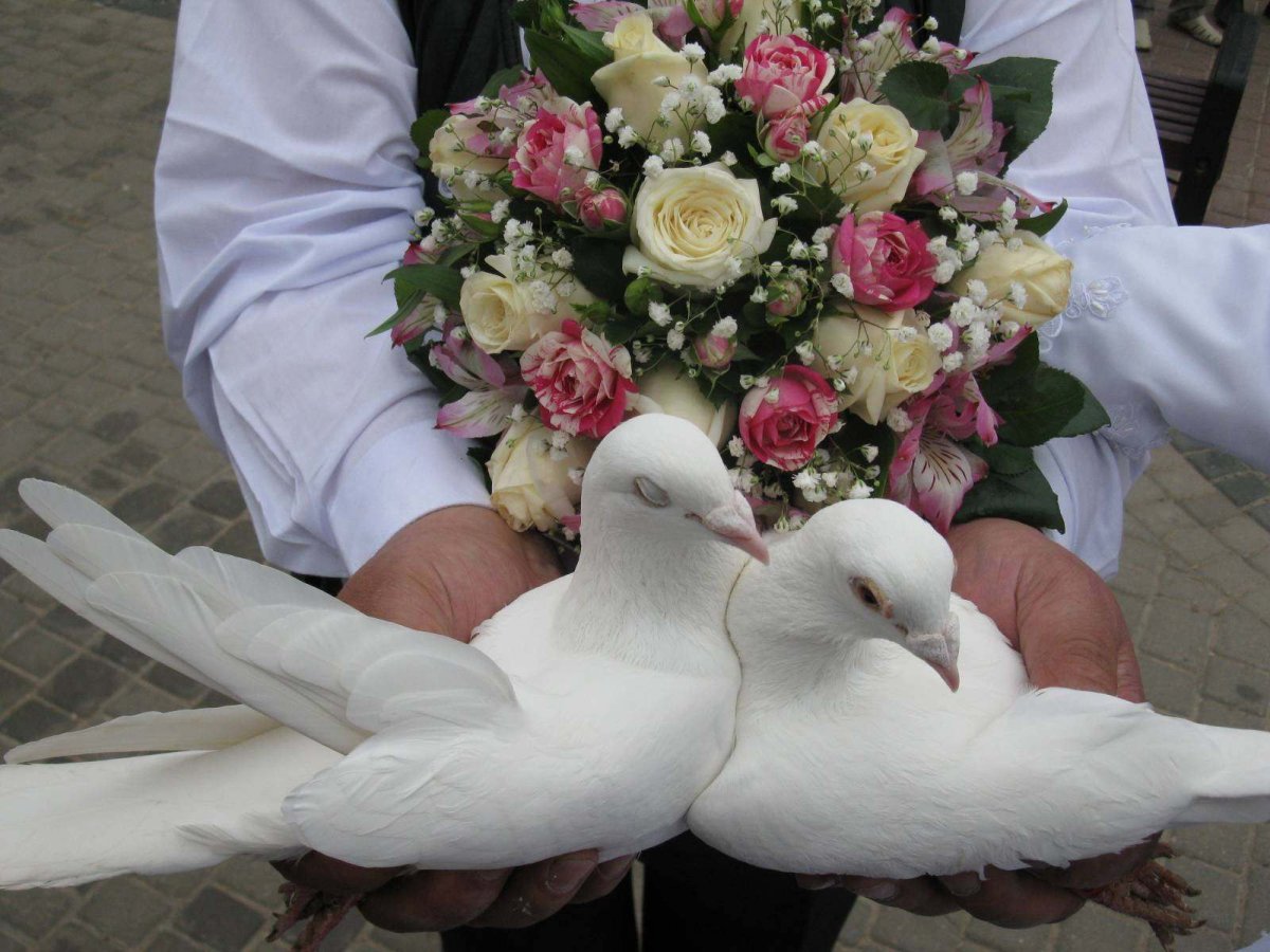 Голуби на свадьбу