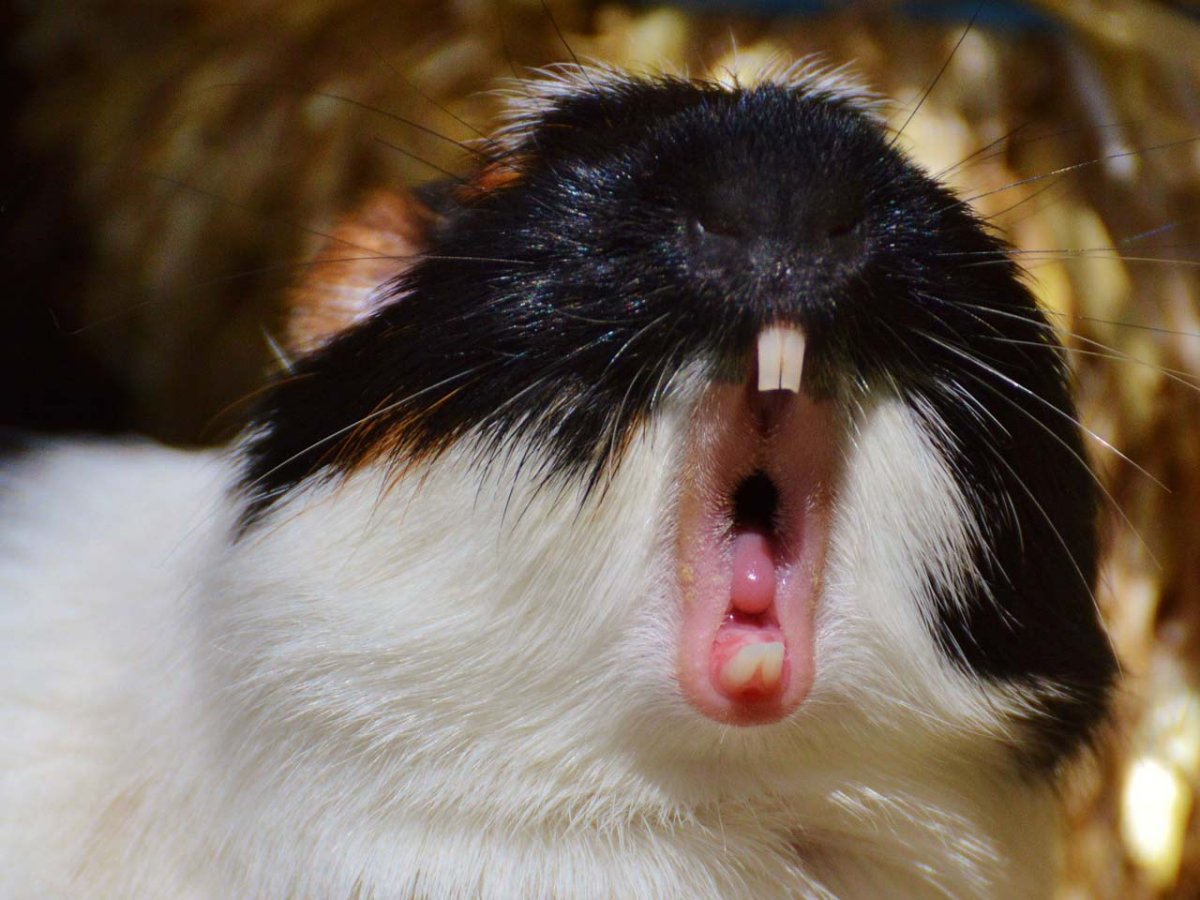 Челюсть морской свинки