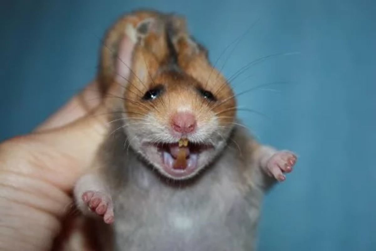 Зубы у джунгарских хомяков