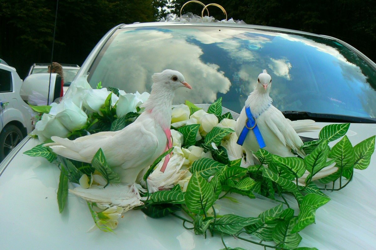 Свадебные голуби