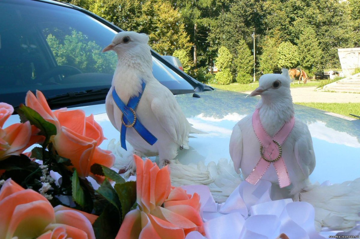 Свадебная тематика голуби