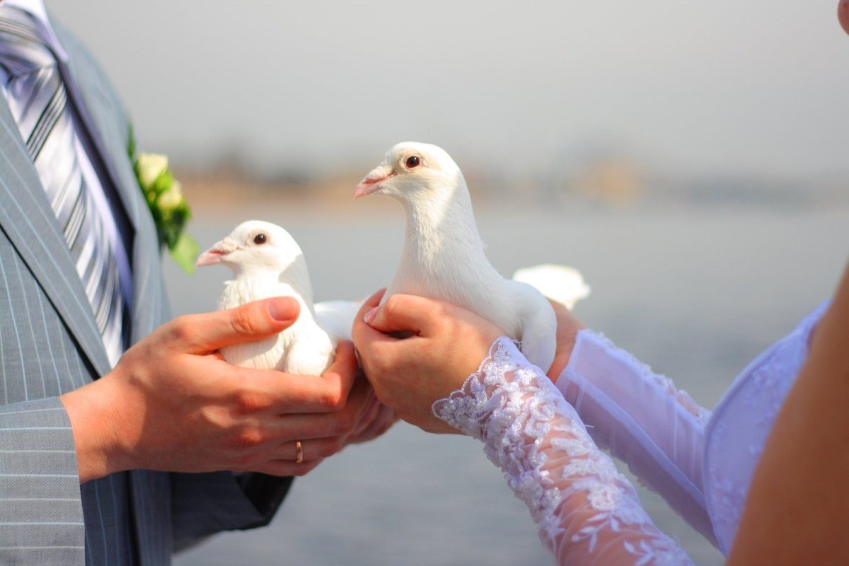 Белый голубь