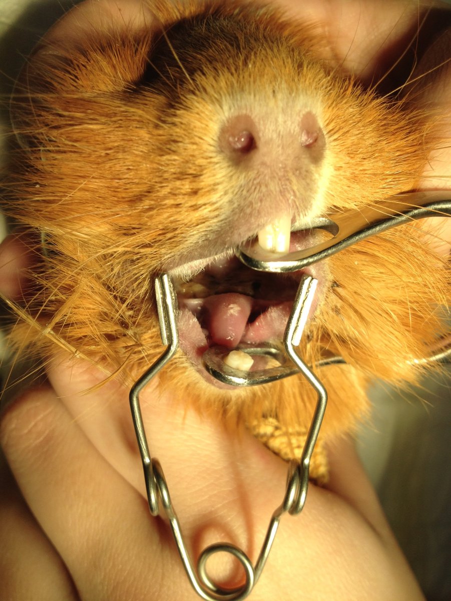 Задние зубы морской свинки