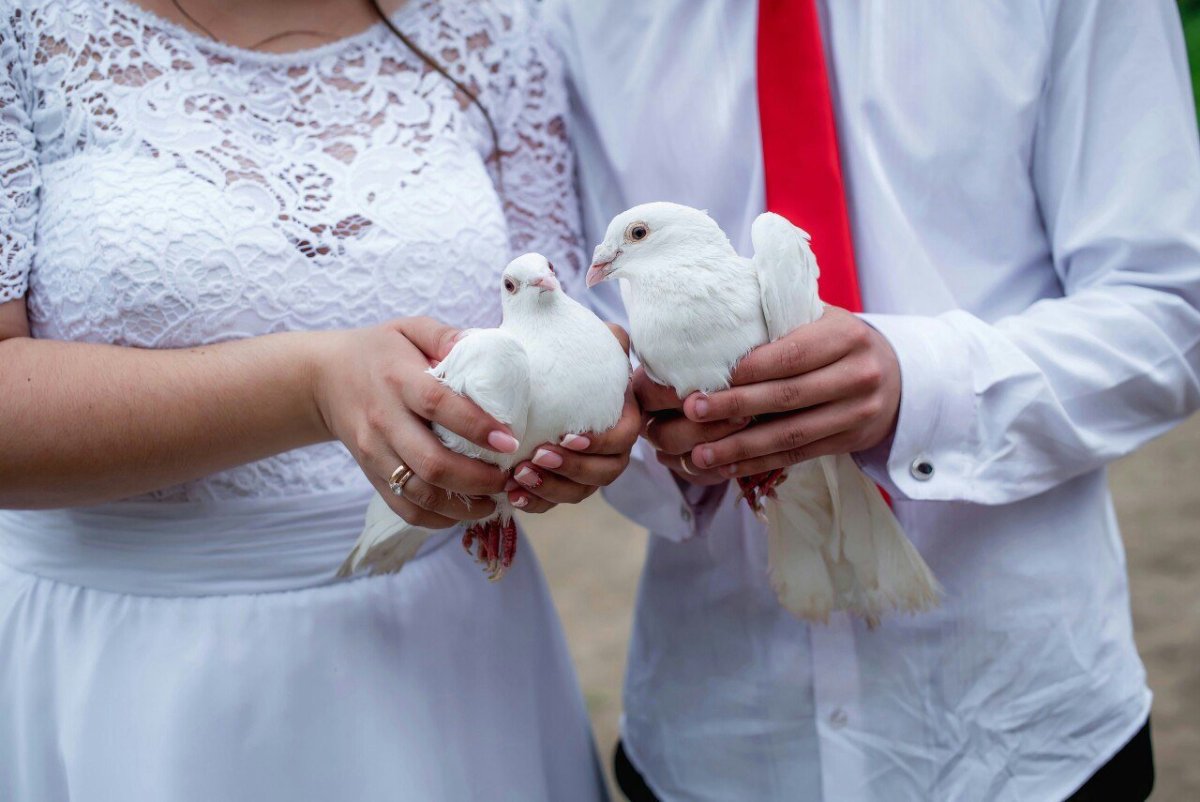 Голубь окольцованный свадьба