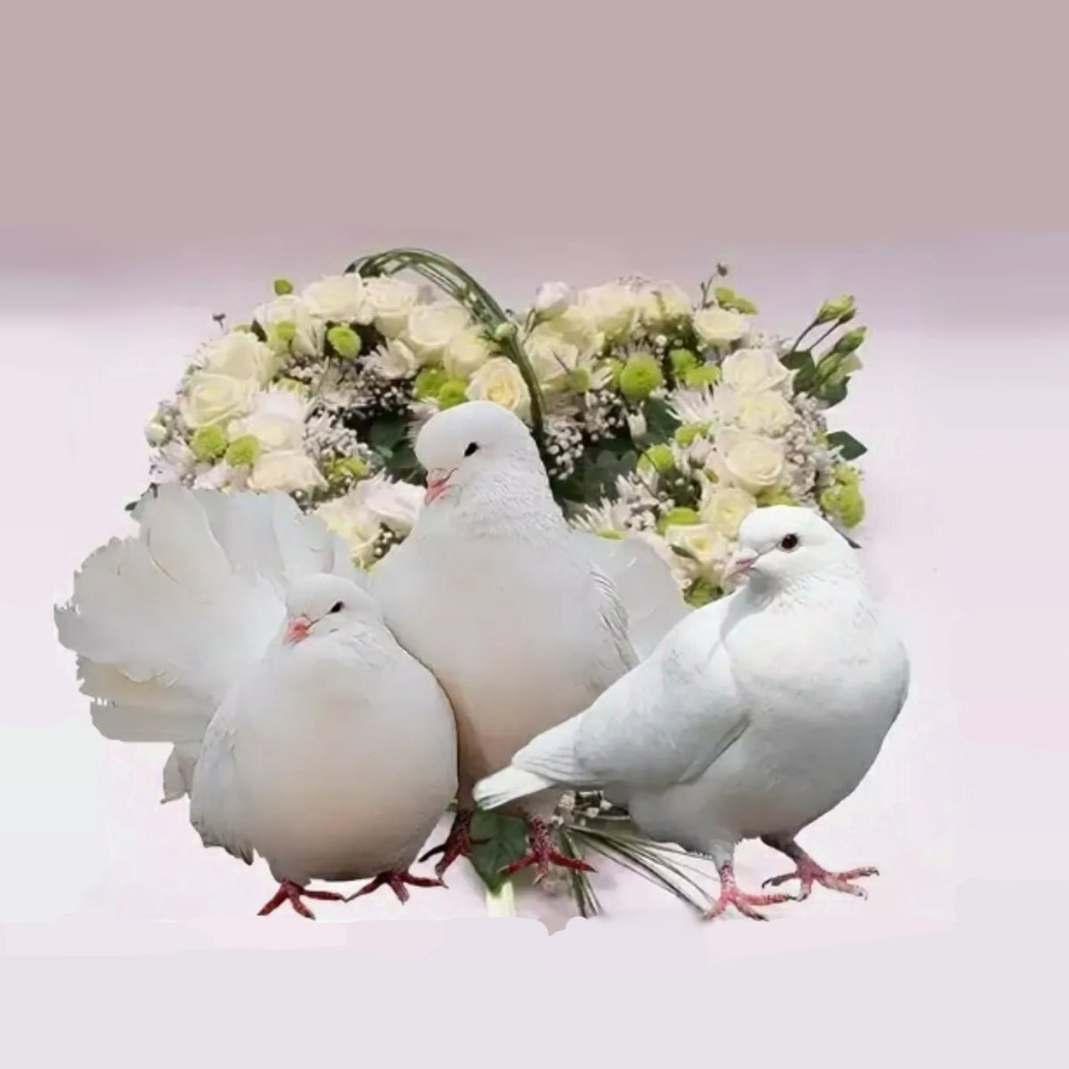 Белые голуби Свадебные