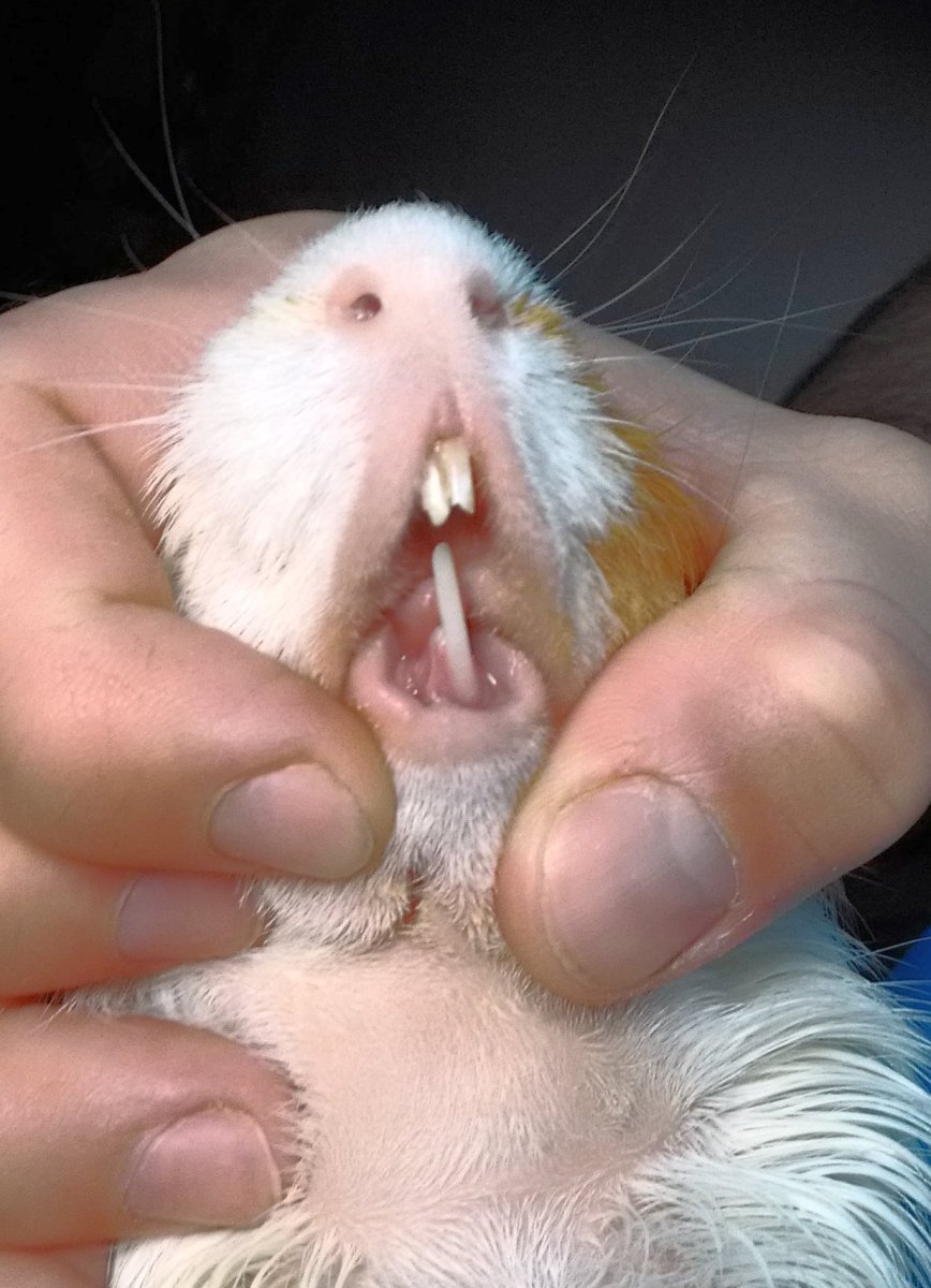 Пододерматит у морской свинки