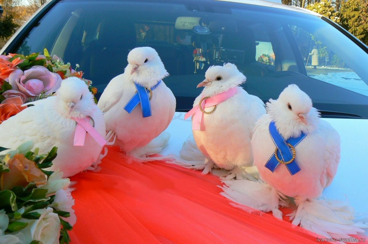 Свадебные голуби