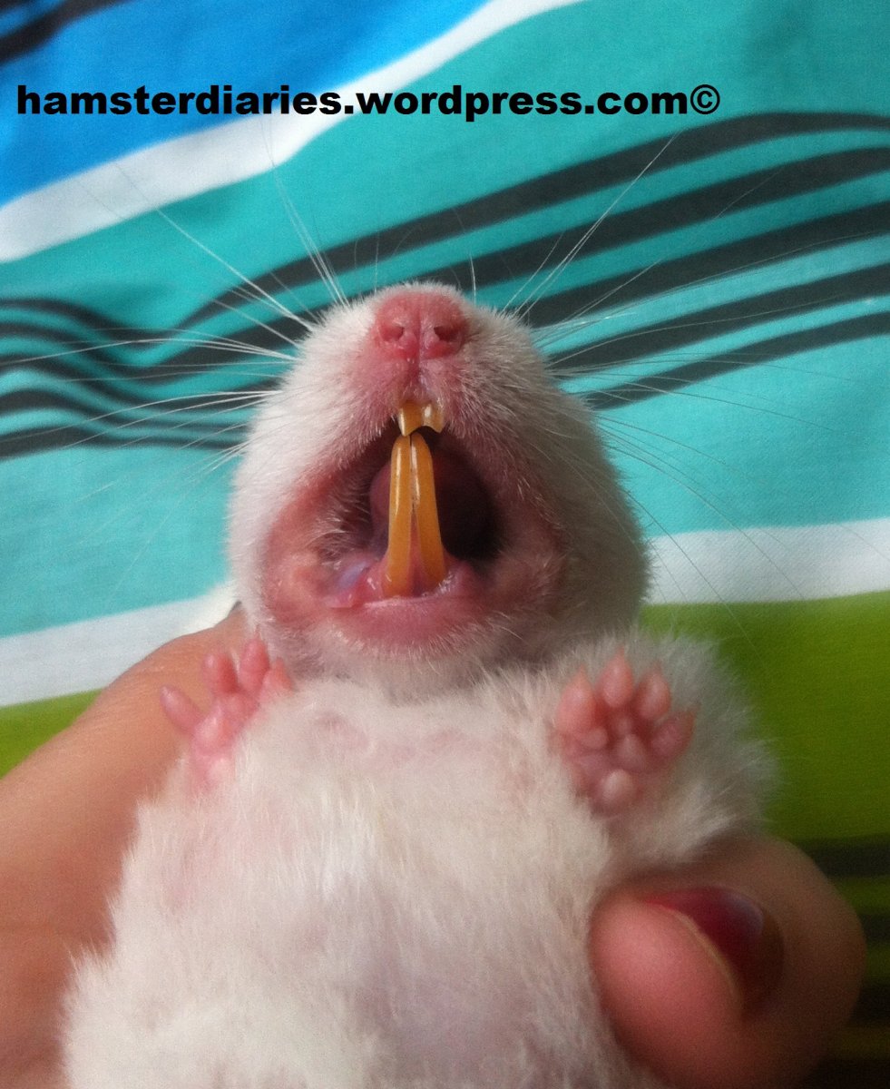 Зубы хомяка джунгарика