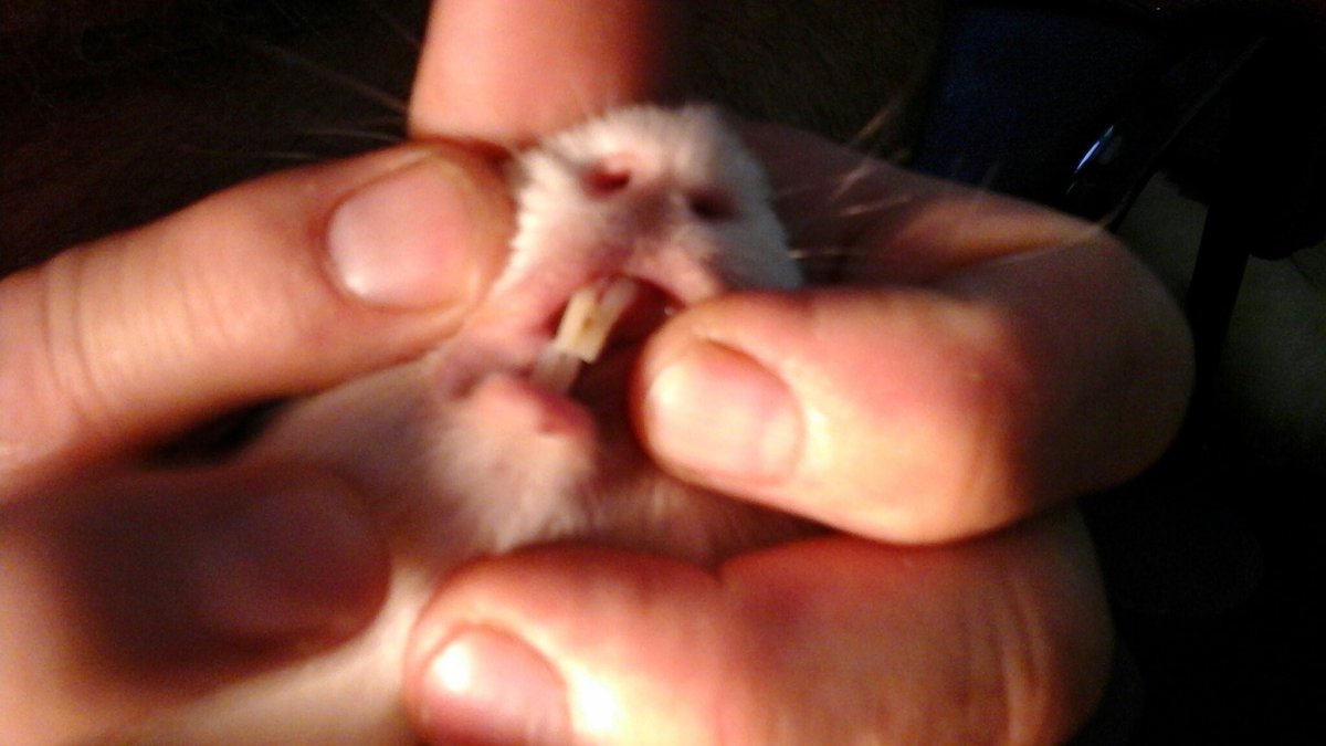 Задние зубы морской свинки