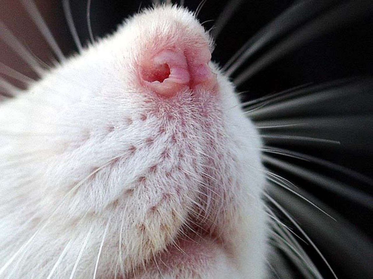 Морда крысы