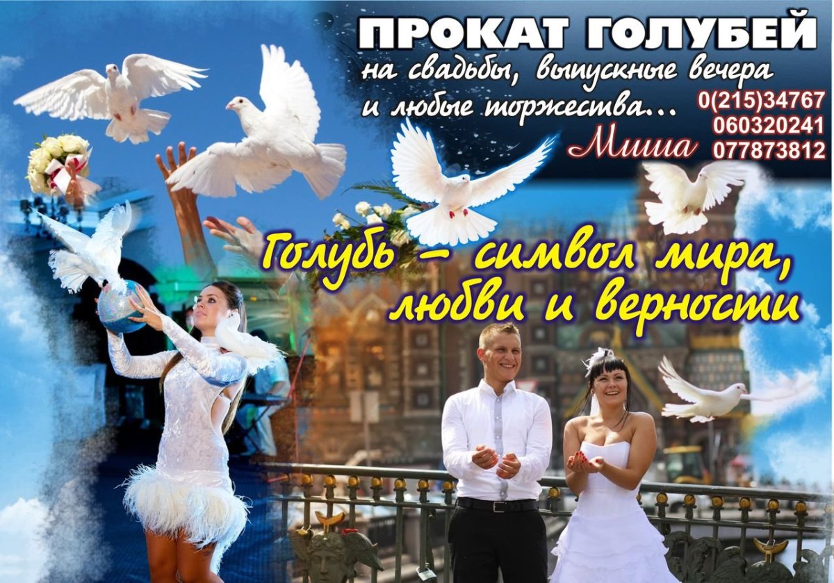 Молодожены и голуби