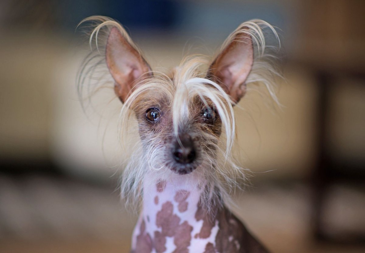 Китайская хохлатая собачка