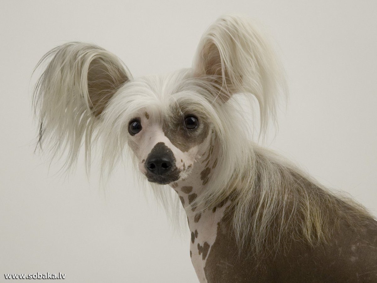 Порода собак китайская хохлатая