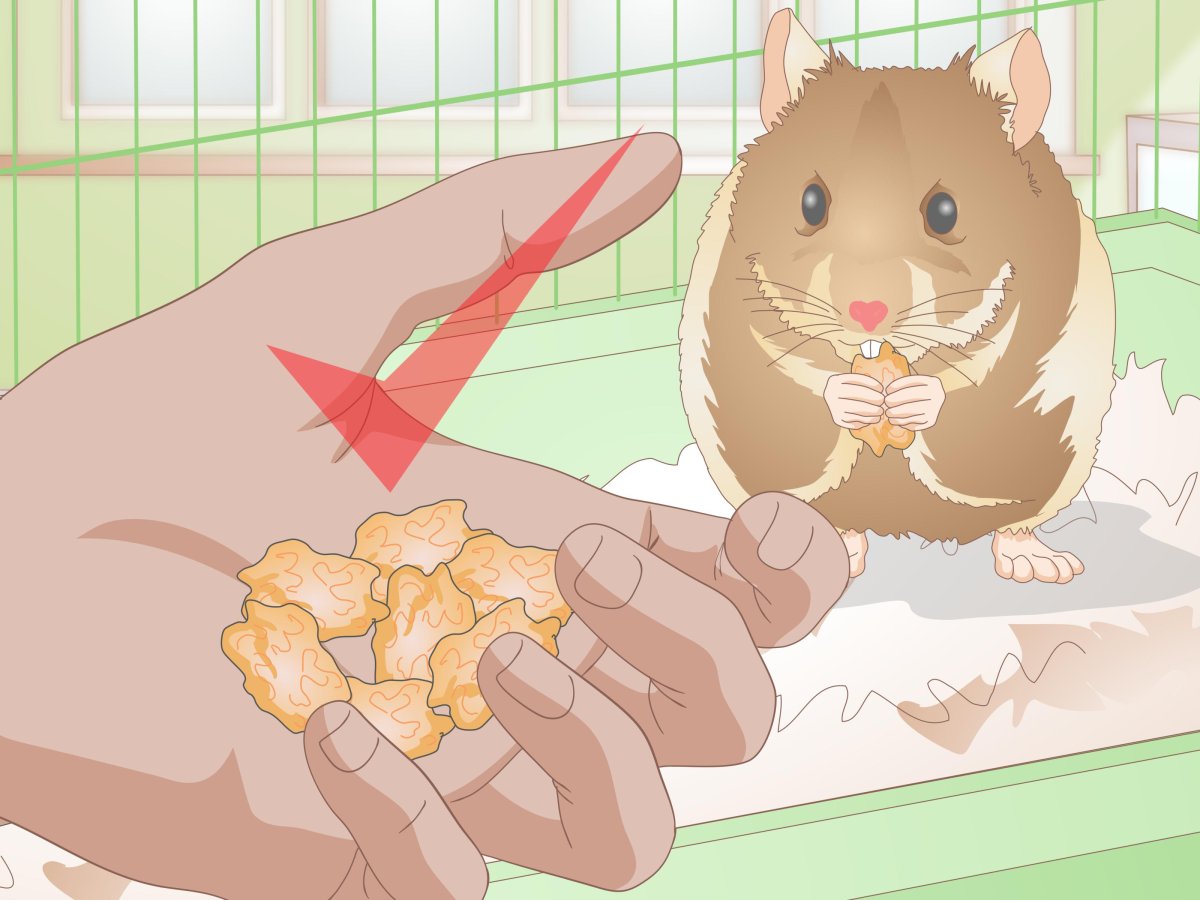 Угощения для хомячка