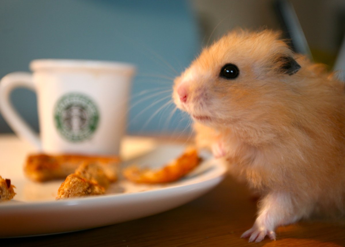 Милые хомяки