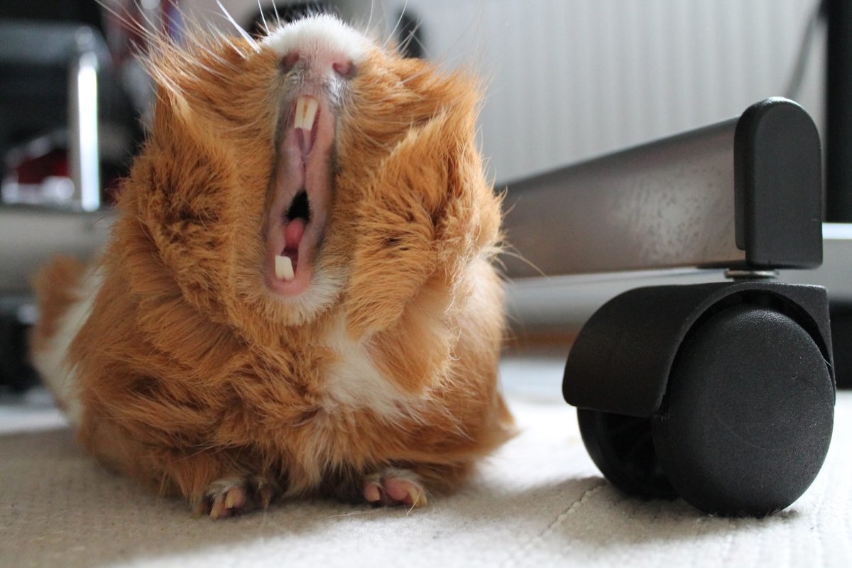 Морская Свинка зевает