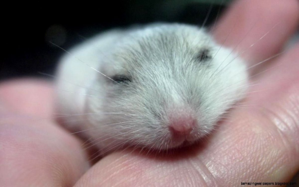 Хомяк джунгарский