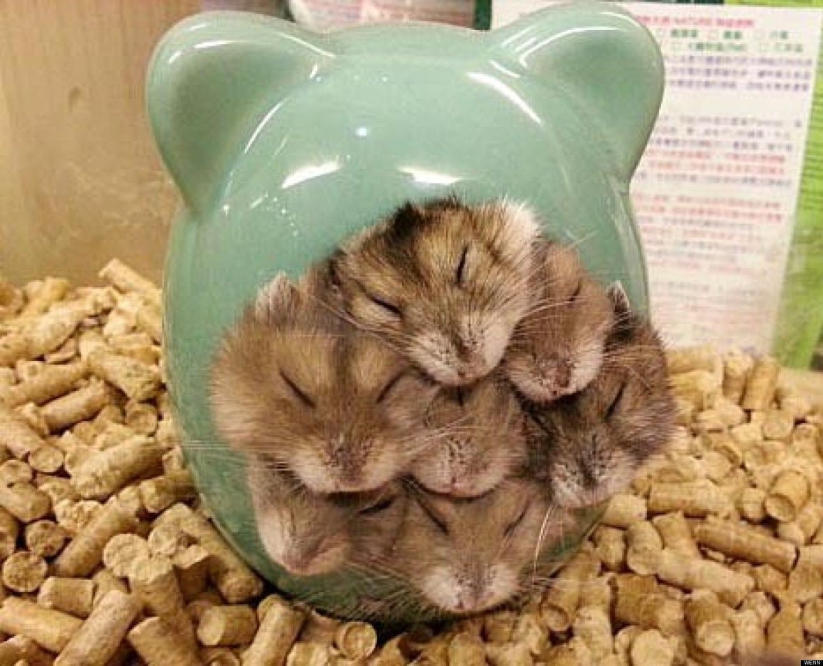 Смешные хомяки