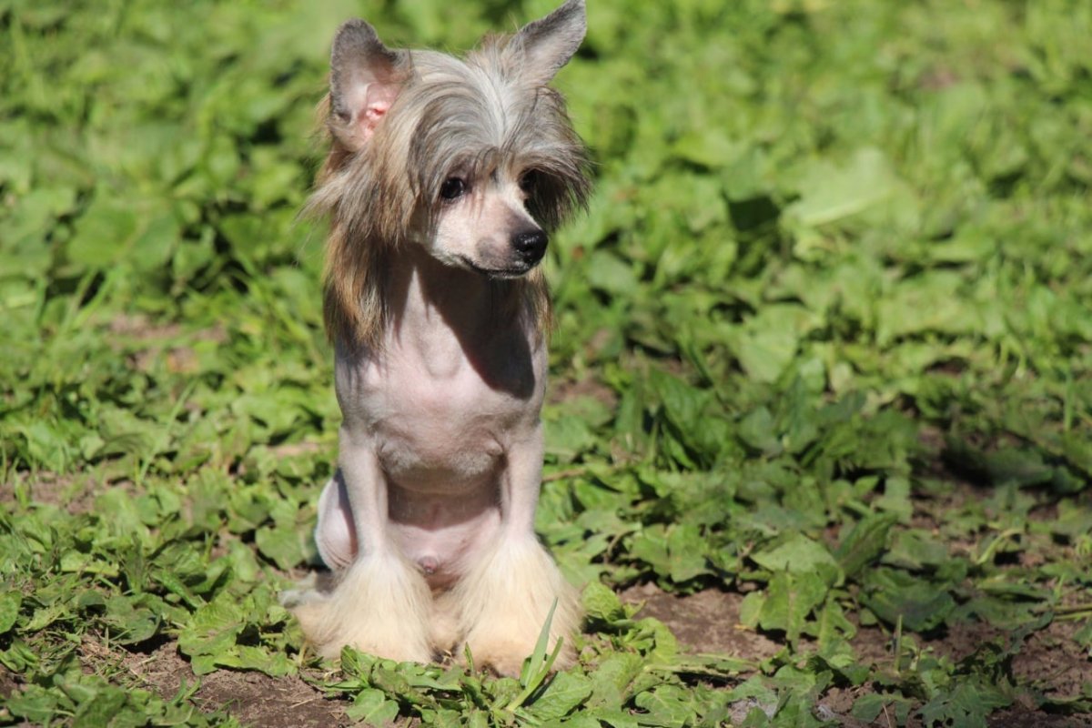 Китайская хохлатая прикол