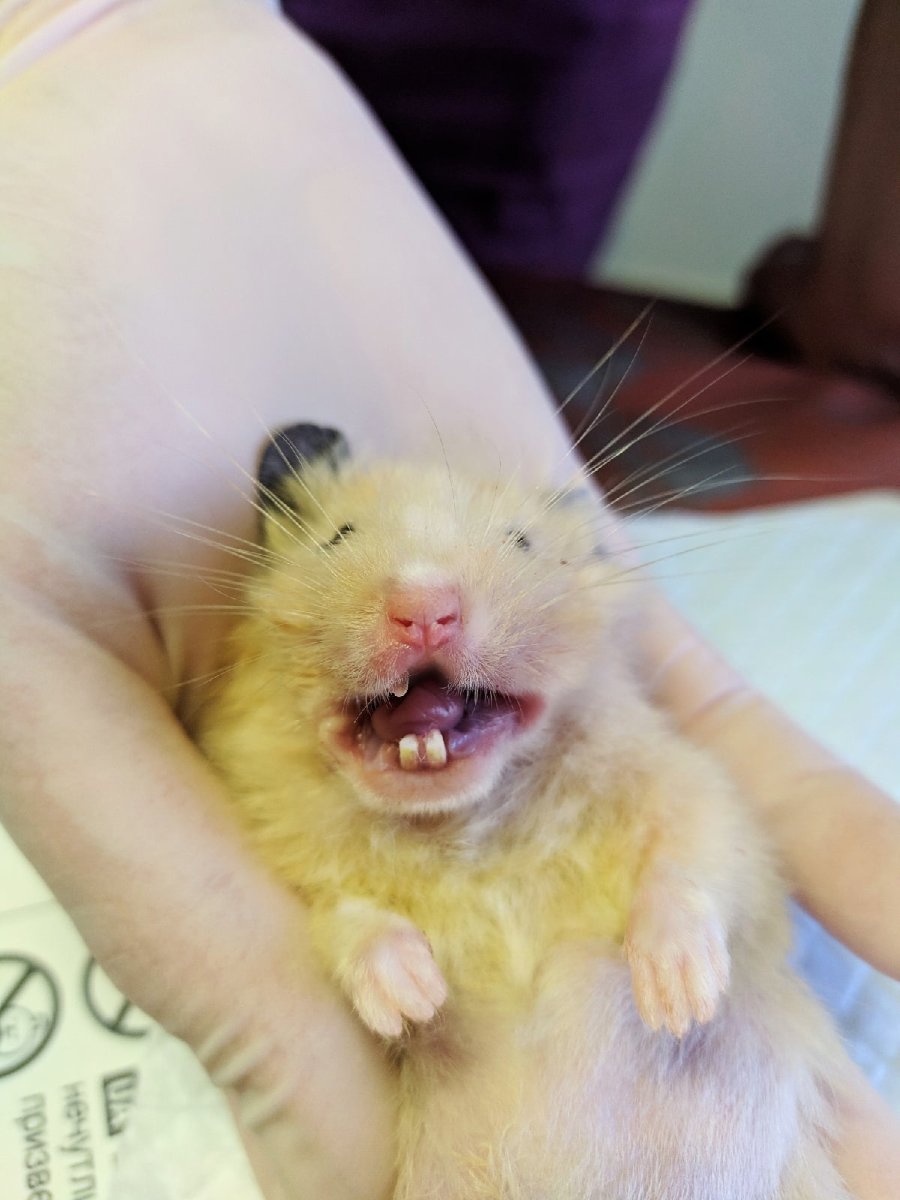 Зубы хомяка