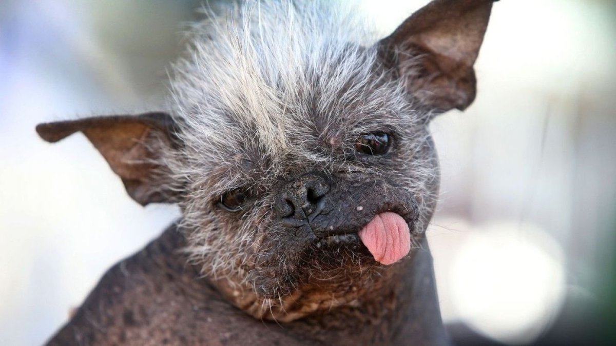 Самая уродливая собака в мире 2022