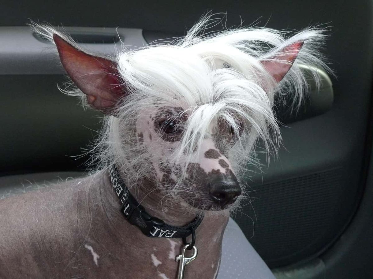 Мексиканская хохлатая собачка