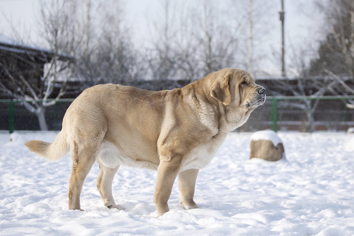 Испанский мастиф