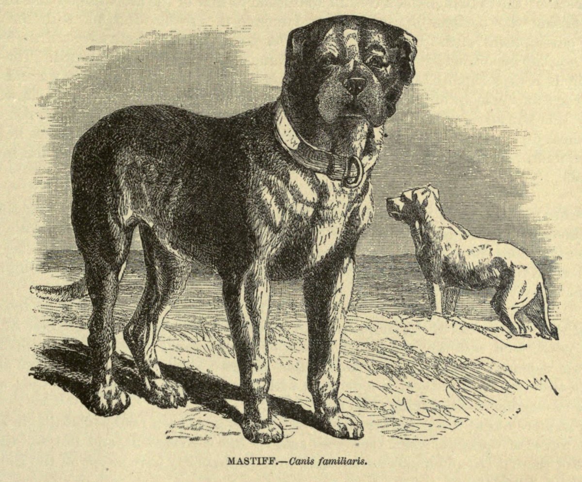 Меделян (мордаш