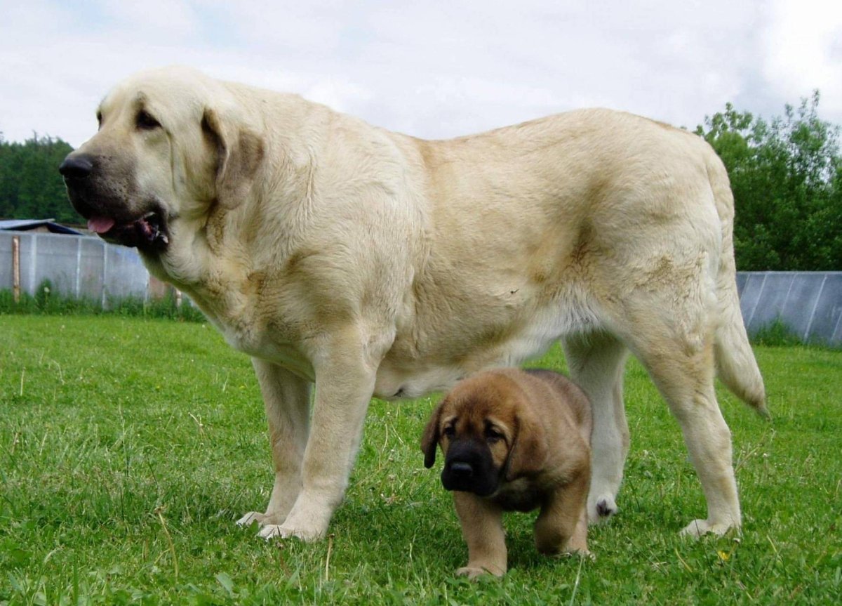 Мастифы испанский и Пиренейский;