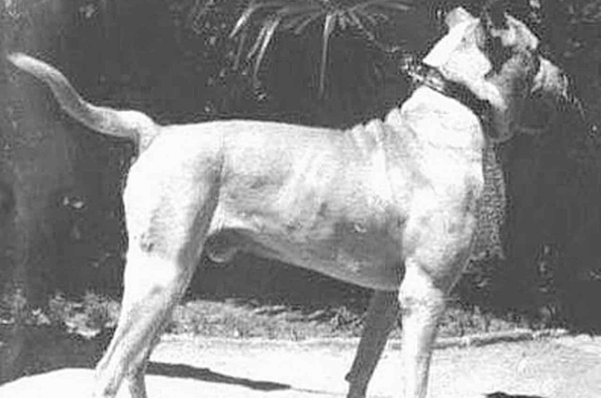 Русский мастиф Меделян