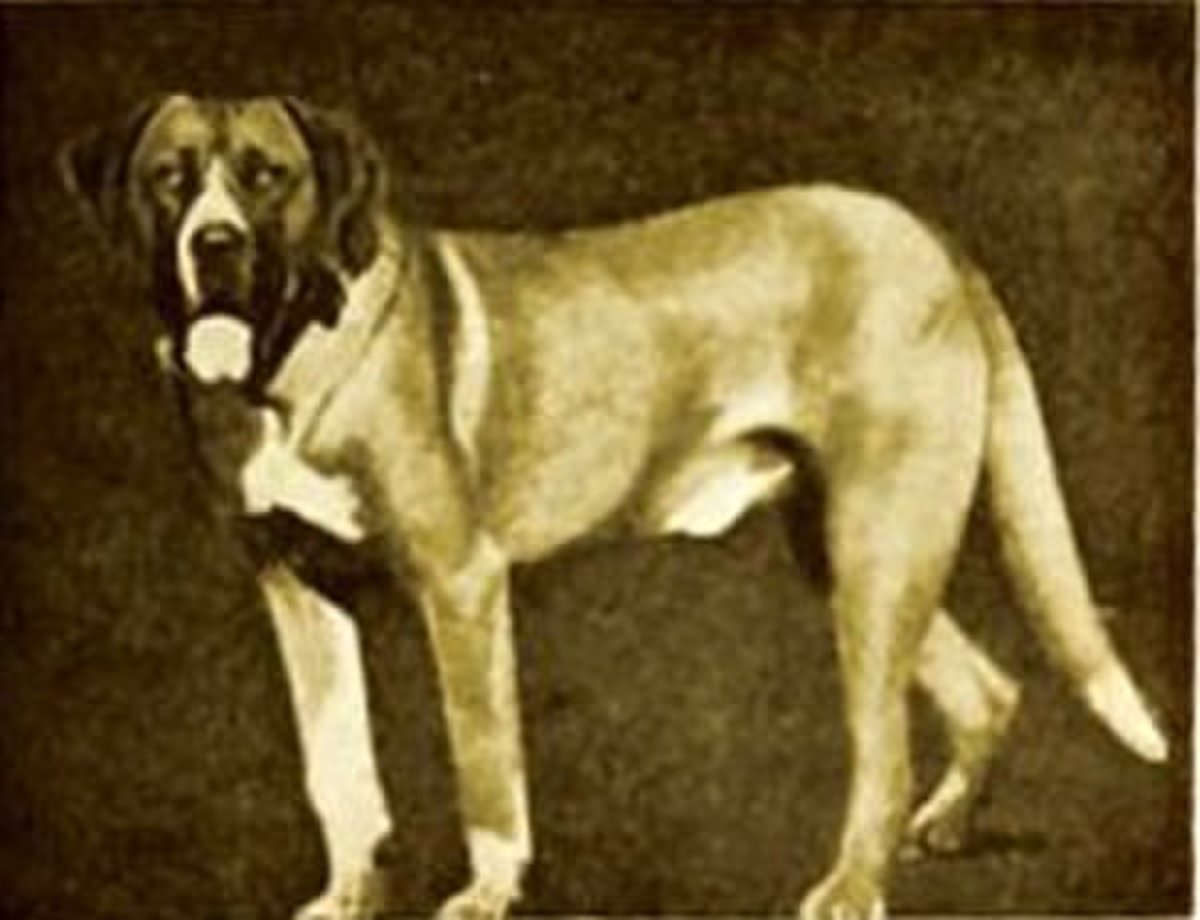 Меделянская собака