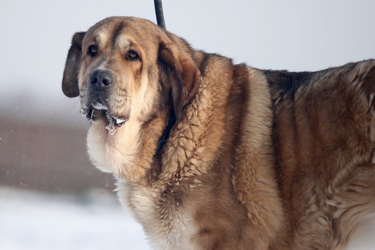 Испанский мастиф