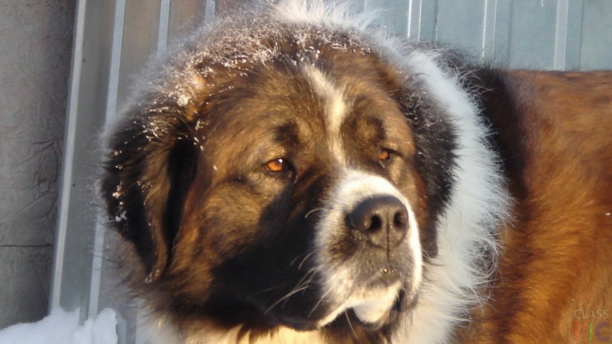 Московская овчарка