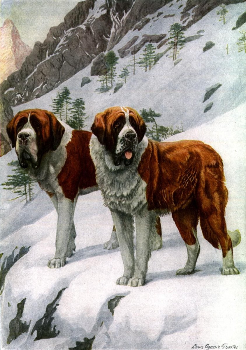 Порода Сенбернар