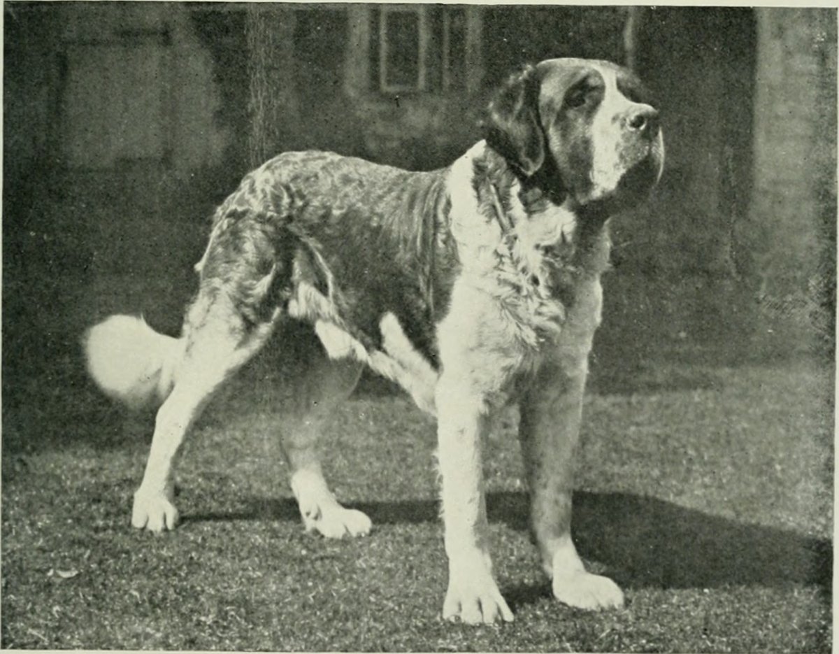 Меделян порода собак