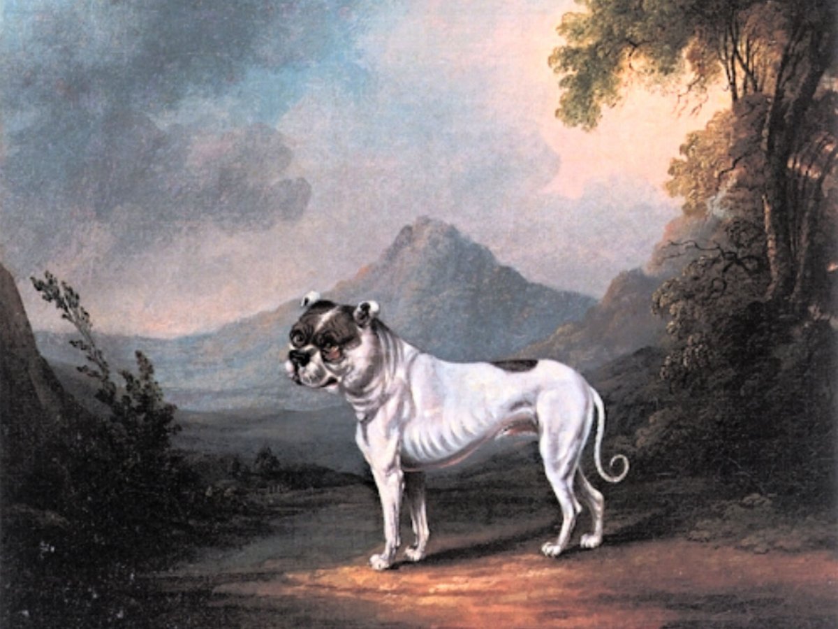 Меделян порода собак